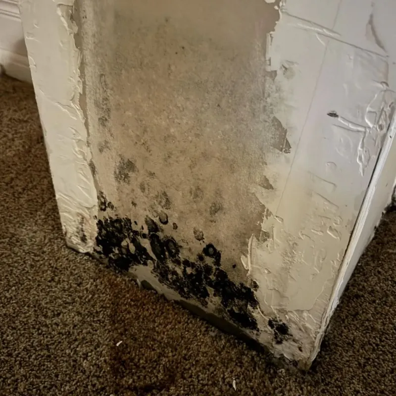 Professional Mold Removal in Greer County, OK